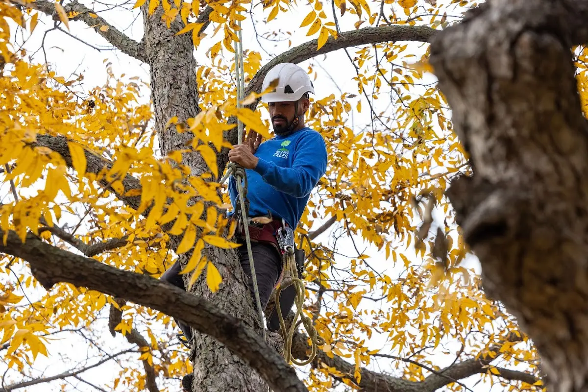 Skilled Tree Planing crew working in Coalinga